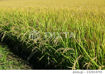 収穫を控えた成熟期のイネ 収穫を控えた成熟期のイネ 132914745