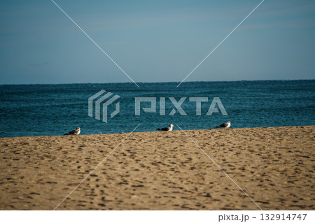 Seagulls and Surf at Naksan Beach, South Korea 132914747