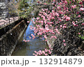 川沿いに咲く河津桜 132914879