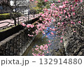 川沿いに咲く河津桜 132914880