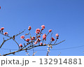 青空に映えるピンクの河津桜 132914881