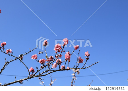 青空に映えるピンクの河津桜 132914881