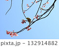 梅の枝にとまるメジロ 132914882