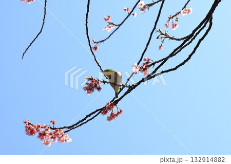 梅の枝にとまるメジロ 132914882