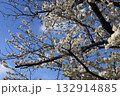 青空に映える桜 132914885