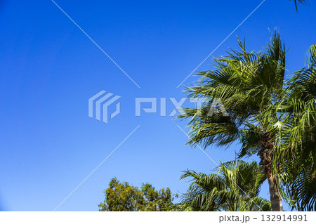 Vibrant Tropical Scene with Lush Palm Trees Against a Clear Blue Sky, Showcasing the Beauty of Nature and a Serene Atmosphere 132914991