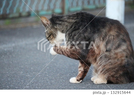 顔を洗う野良猫 顔を洗う野良猫 132915644