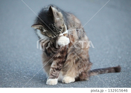 招き猫 招き猫 132915646