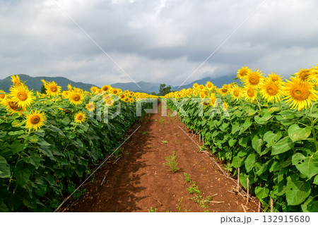 Sunflower field flora. A field of sunflowers at Lop buri THAILAND. flower concept 132915680