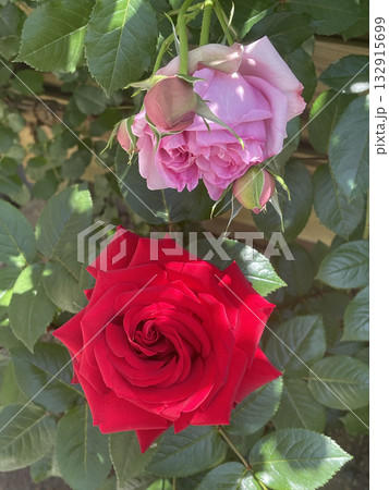 赤いバラ イングリッド・バーグマン ピンクのバラ ローズ・ポンパドゥール 赤いバラ イングリッド・バーグマン ピンクのバラ ローズ・ポンパドゥール 132915699