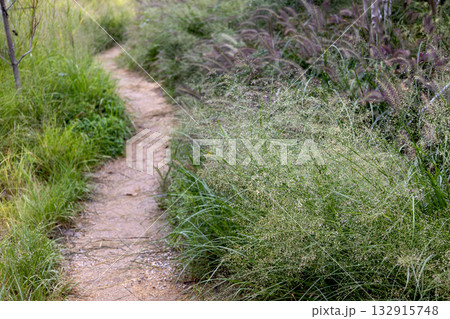 カゼクサ(風草)と草むらの中にある、曲がりくねった細い土の道 カゼクサ(風草)と草むらの中にある、曲がりくねった細い土の道 132915748
