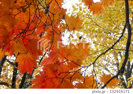 岩手公園の鮮やかなハウチワカエデの紅葉 岩手公園の鮮やかなハウチワカエデの紅葉 132916171