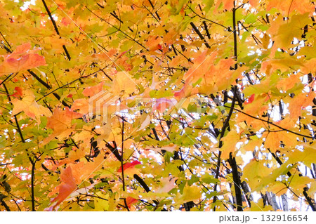 岩手県盛岡市の姉妹都市のカナダのビクトリア市のメイプルツリー日本名サトウカエデ 132916654