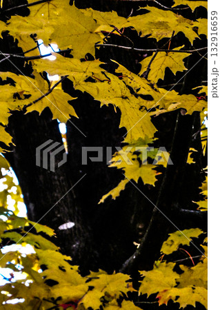 岩手県盛岡市の姉妹都市のカナダのビクトリア市のメイプルツリー日本名サトウカエデ 132916659