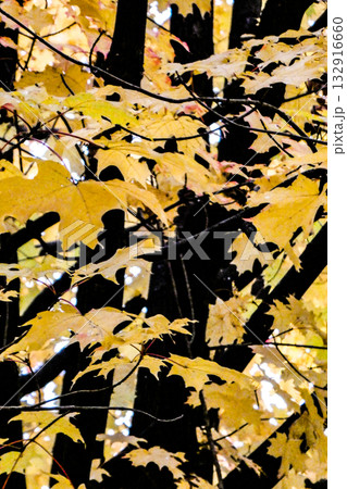 岩手県盛岡市の姉妹都市のカナダのビクトリア市のメイプルツリー日本名サトウカエデ 132916660