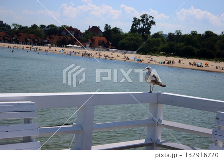 Seagull on white pier railing with beach and people in background 132916720