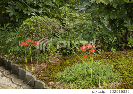 東福寺 本坊庭園に咲く曼珠沙華（まんじゅしゃげ）2 132916823