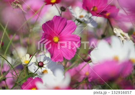 コスモス 132916857
