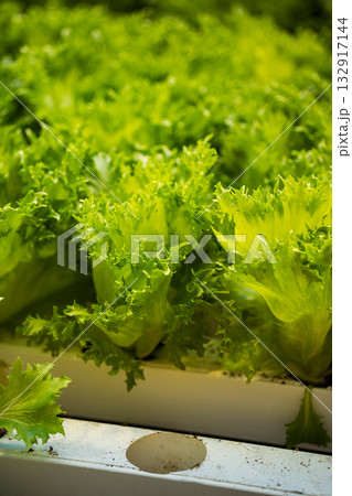 Hydroponics greenhouse hosts rows of lettuce in pots, ideal for sustainable grow. Soil free tech 132917144