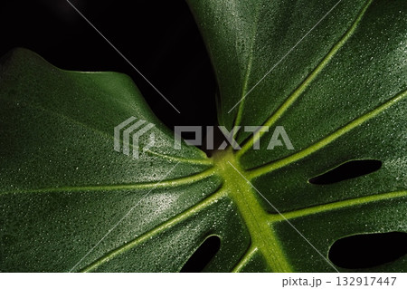 Green monstera foliage with wet glossy surface 132917447