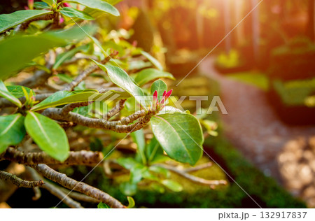 Luxury landscape design of the tropical garden.  132917837