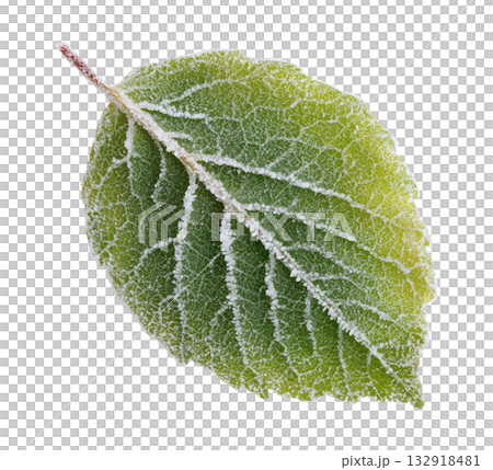 Frozen Autumn Leaf 132918481