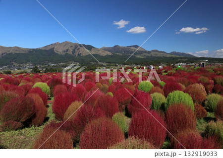 阿蘇山とコキア 132919033