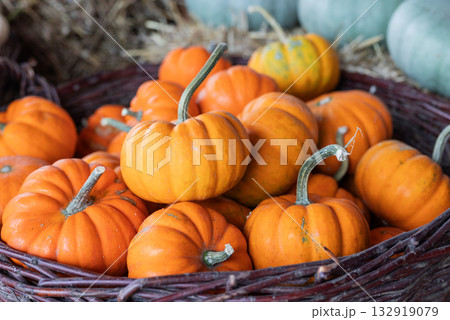 autumn decorations many ripe pumpkins for halloween in a wicker basket autumn decorations many ripe pumpkins for halloween in a wicker basket 132919079
