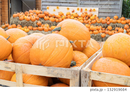 autumn decorations many ripe pumpkins for halloween 132919084