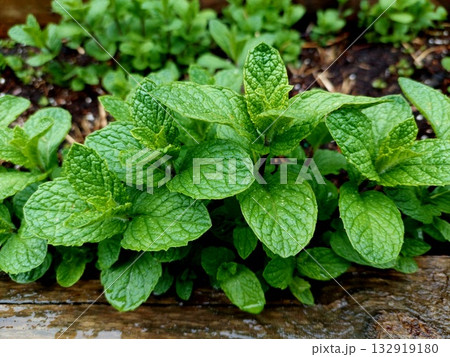 Fresh mint leaves in a gentle rain. Drops of water add shine and life to the vibrant green leaves, creating a natural and refreshing atmosphere. 132919180