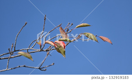 冬イメージ(winter image) 132919183