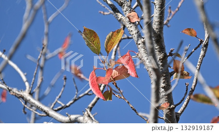 冬イメージ(winter image) 132919187