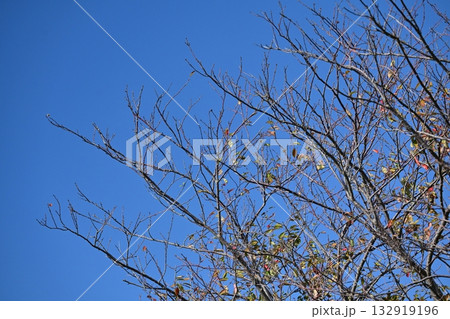 冬イメージ(winter image) 冬イメージ(winter image) 132919196