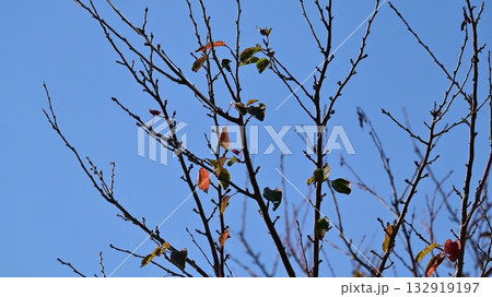 冬イメージ(winter image) 冬イメージ(winter image) 132919197
