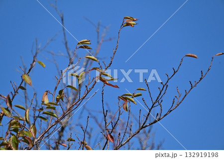 冬イメージ(winter image) 132919198