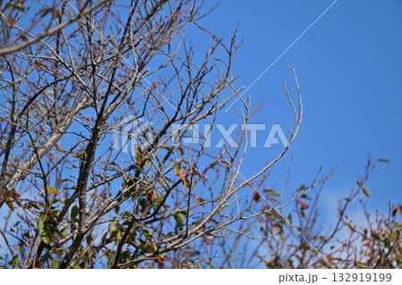 冬イメージ(winter image) 冬イメージ(winter image) 132919199