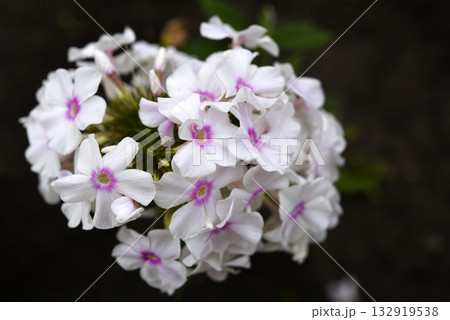 Light pink phlox flowers. A bunch of small flowers in the garden. Light pink phlox flowers. A bunch of small flowers in the garden. 132919538