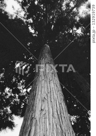 大きな杉の木を見上げる　白黒 132919739