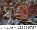 雨のしずくがついた地面に落ちたカエデの葉 132919787