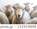 Flock of sheep grazes peacefully in a rustic farm setting alive with nature. Detailed closeup of brown and white sheep herd. Concept of sheep farming and herding. Open-air sheepfold. Farmhouse 132919898