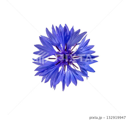 Close up of blue cornflower flower isolated 132919947