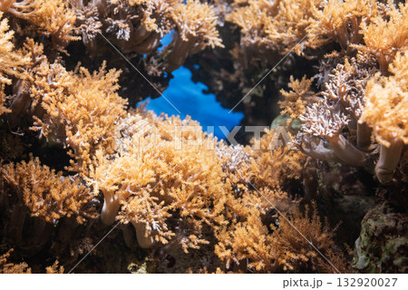 corals (Alcyonacea) or gorgonians, which are part of a coral reef in the sea 132920027