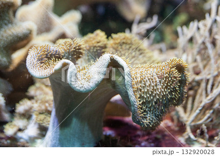 Sea reef, a giant carpet of sea anemone, Stichodactyla gigantea, a type of coral Sea reef, a giant carpet of sea anemone, Stichodactyla gigantea, a type of coral 132920028