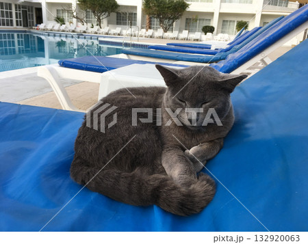 Gray cat sleeping on blue sunbed near swimming pool. Relaxation, leisure, and peaceful coexistence of animals in urban environment. 132920063