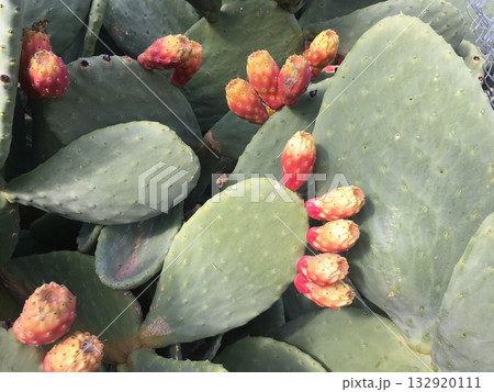 Ripe prickly pears on green cactus pads. Nature resilience, Mediterranean vegetation, and harmony of survival in arid land. 132920111