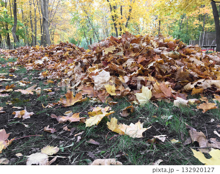 Piles of fallen leaves in an autumn park. Renewal, rhythm, and natural order in the seasonal change. 132920127