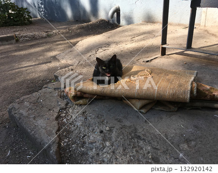 Black cat resting on an old carpet in a courtyard. Solitude, adaptation, and survival in an urban environment. 132920142