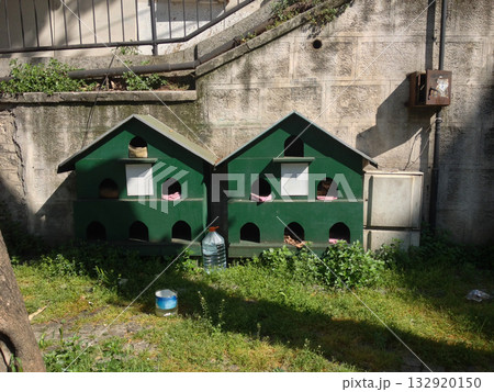 Cat shelters with green wooden houses in Istanbul, Turkey. Reflection of urban compassion, coexistence, and care for street animals in city environment. 132920150