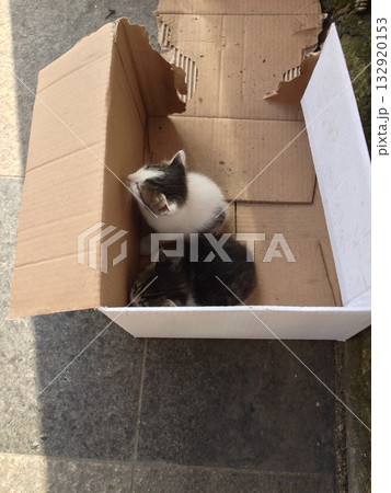 Two kittens resting in a cardboard box. Symbol of vulnerability, tenderness, and human compassion in urban street life. 132920153