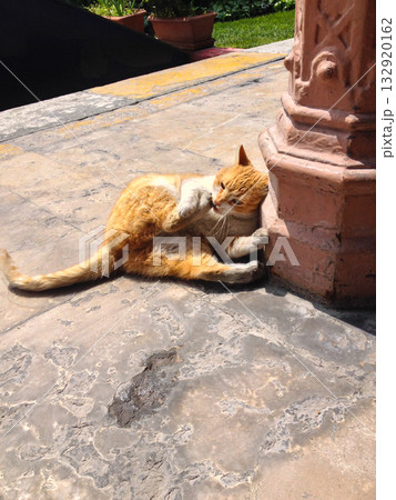 Ginger cat resting near an old column in summer. Moment of calmness, warmth, and coexistence between animals and city life under Mediterranean sunlight. Ginger cat resting near an old column in summer. Moment of calmness, warmth, and coexistence between animals and city life under Mediterranean sunlight. 132920162